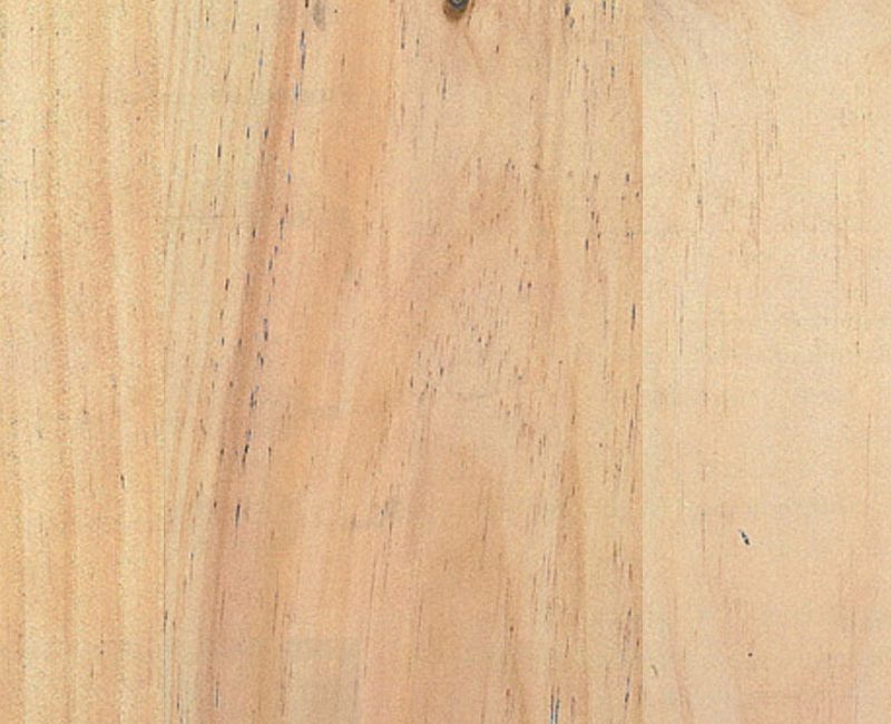 1.4.pino-insigne-radiata